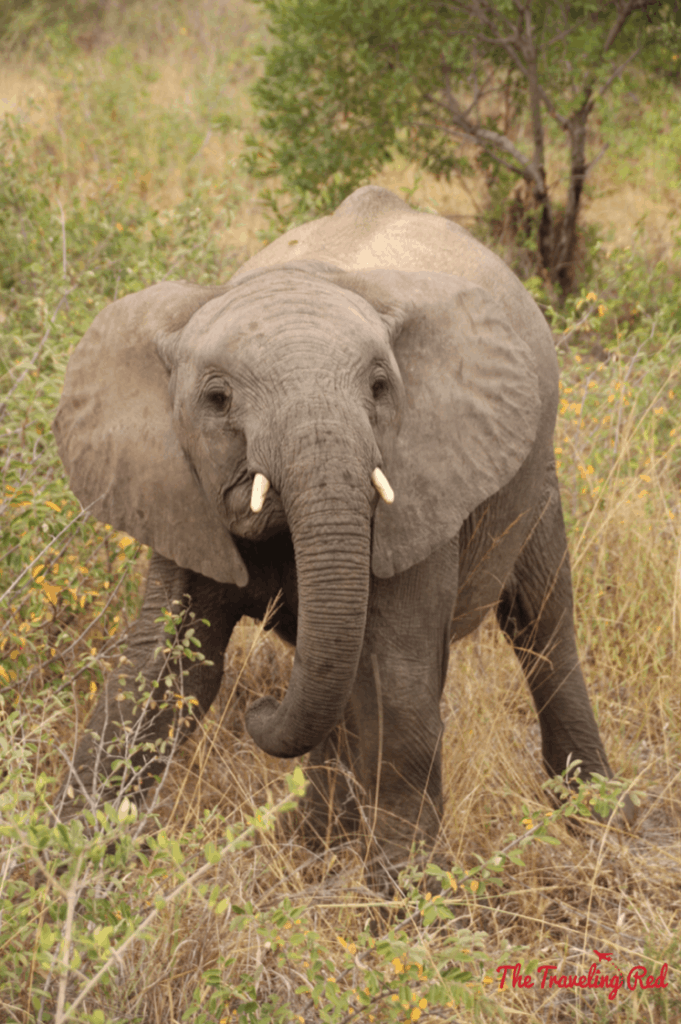 A baby elephants we spotted during our morning game drive in South Africa. He was trying to intimidate us and it was the cutest thing ever. We did our African Safari with the amazing team from Leopard Hills in Sabi Sands. This was the day we saw the Big Five animals all in 1 day.