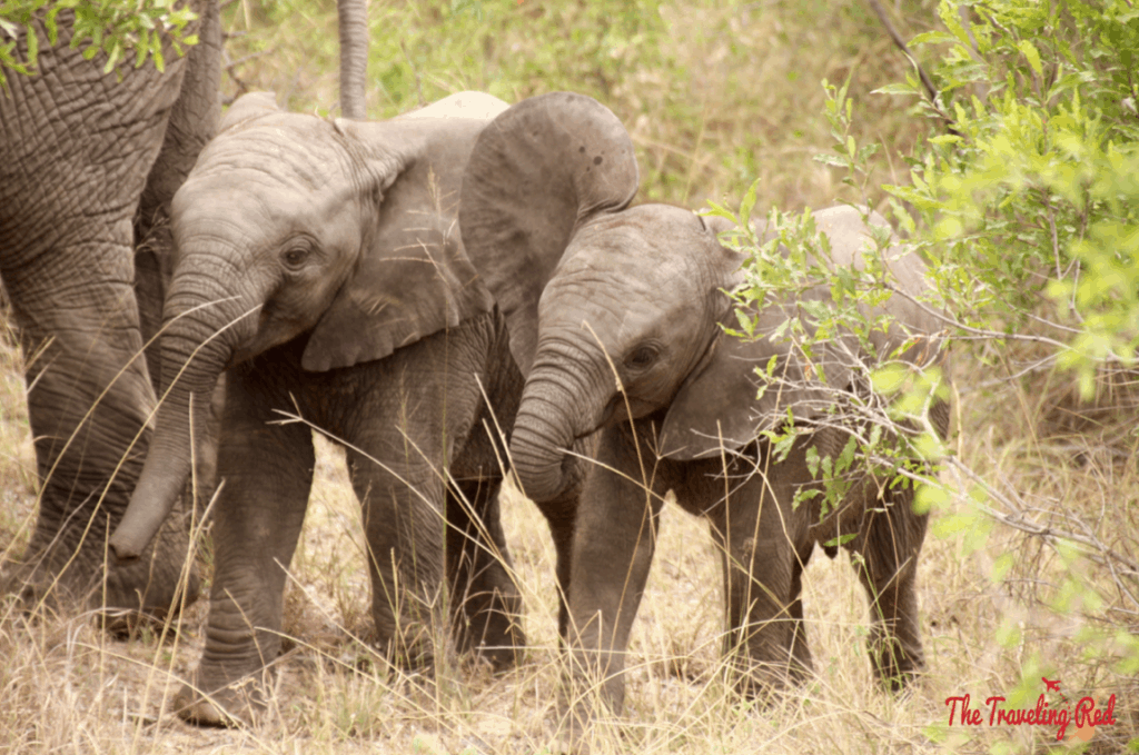 A family of elephants we spotted during our morning game drive in South Africa. We did our African Safari with the amazing team from Leopard Hills in Sabi Sands. This was the day we saw the Big Five animals all in 1 day.