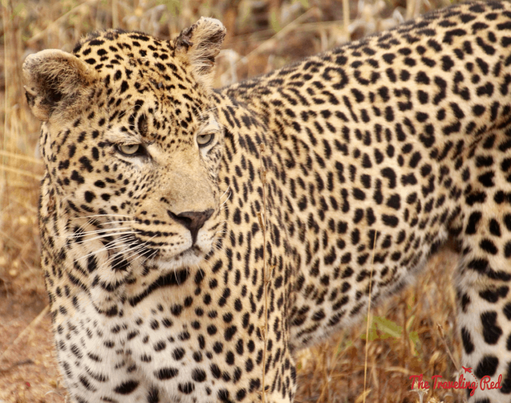 The gorgeous leopard we saw in South Africa during our game drive with Leopard Hills. Sabi Sands Safari experience. The day we saw the Big Five all in 1 day.
