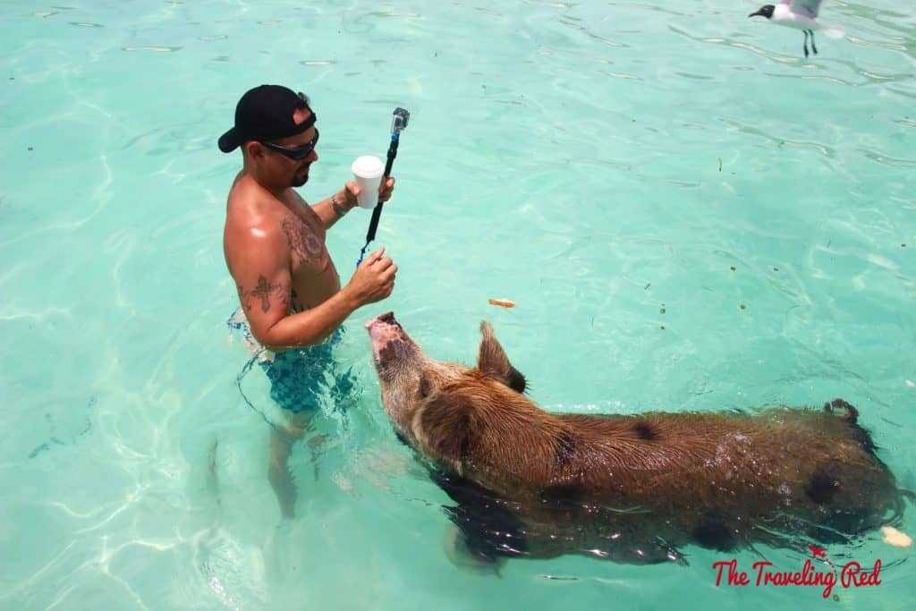 The Exumas famous swimming pigs! Found on Big Major Cay, an uninhabited island, is the beach full of swimming pigs that Exuma is known for. It's located near Staniel Cay. This is the top thing to see when visiting Exuma in the Bahamas.