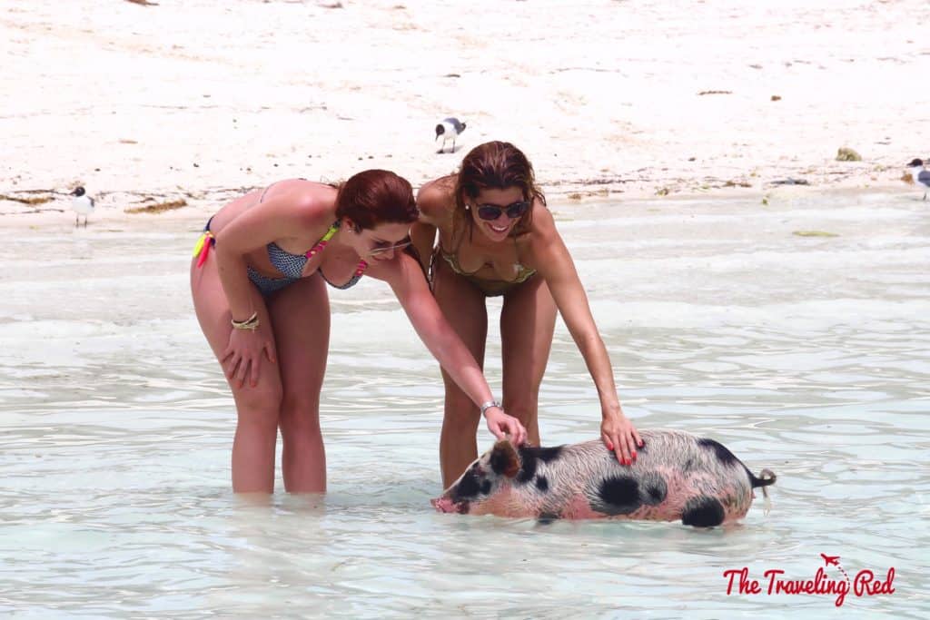 The Exumas famous swimming pigs! Found on Big Major Cay, an uninhabited island, is the beach full of swimming pigs that Exuma is known for. It's located near Staniel Cay. This is the top thing to see when visiting Exuma in the Bahamas.