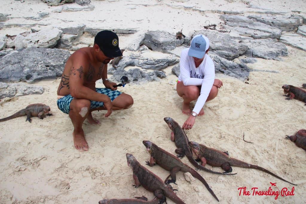 Exuma is known for different animals such as pigs, sharks and even iguanas! Allan Cay is an island full of iguanas. Tourists go to feed them. It is one of the popular stops when visiting the Exumas in the Bahamas.