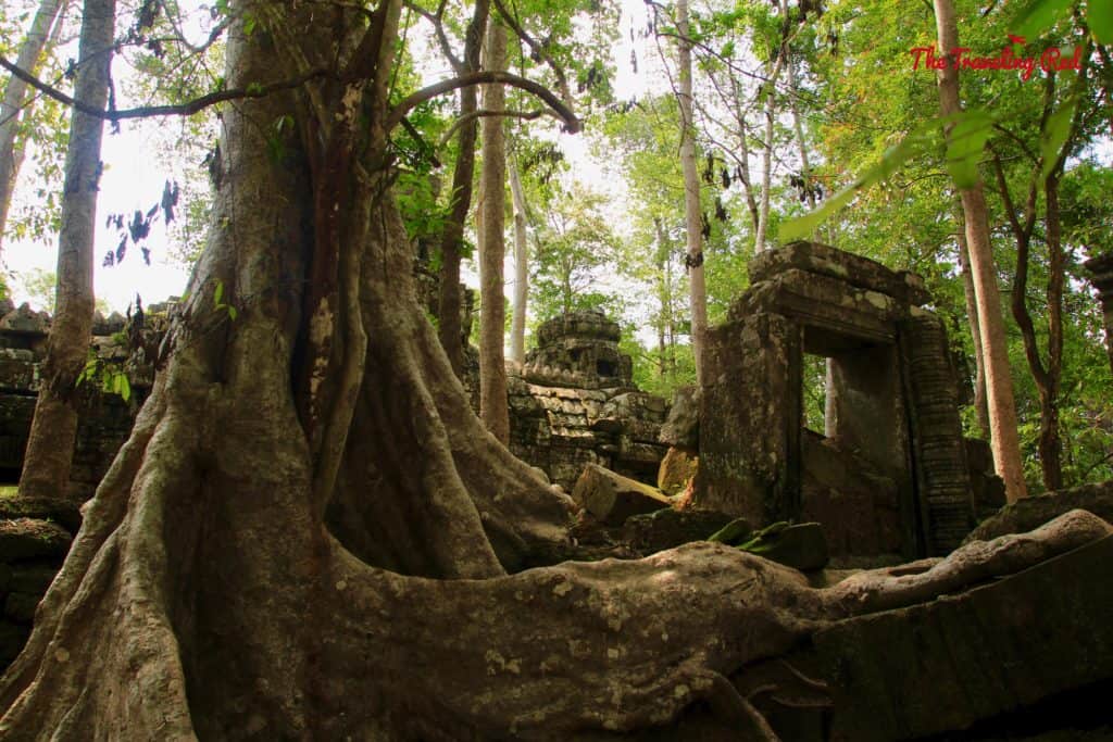 Touring the Temple Ta Nei | Cambodia Temples | Siem Reap | Angkor Wat | Angkor Passes | Photography Tour | Angkor Archeological Park | Ta Prohm | Tomb Raider | Banteay Kdei | Ta Nei | North Gate | Bayon | Wat Thmey | Monks | South Gate | Preah Khan    #siemreap #angkorwat #cambodia