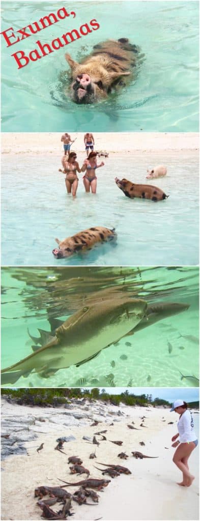 Everything you must see when visiting the Exumas. These islands in the Bahamas are famous for their crystal clear waters, swimming pigs, nurse sharks you can swim with and iguana island. Exuma is definitely a bucket list destination!